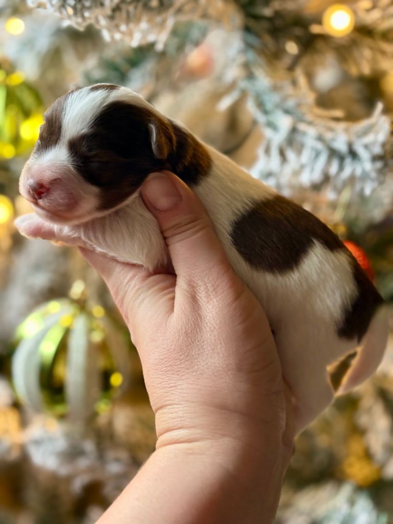 KC  BVA MAC H/T Wheaten Parti, Chocolate Mini Toy Schnauzer