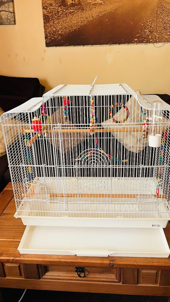 Nice size bird cage 