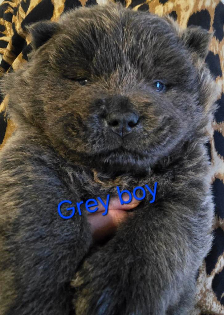 5 Full Chow Chow Teddy Bear Puppies 🐻 