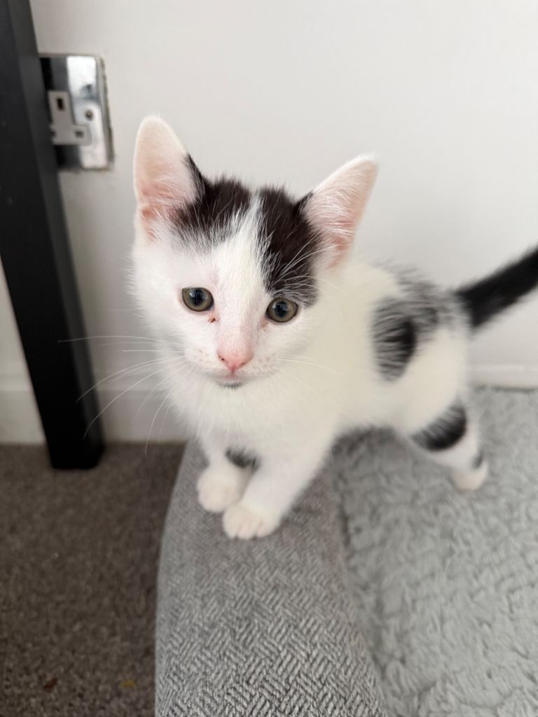  ONLY 2 KITTENS LEFT! 🐾 1 female, 1 male - 8 weeks