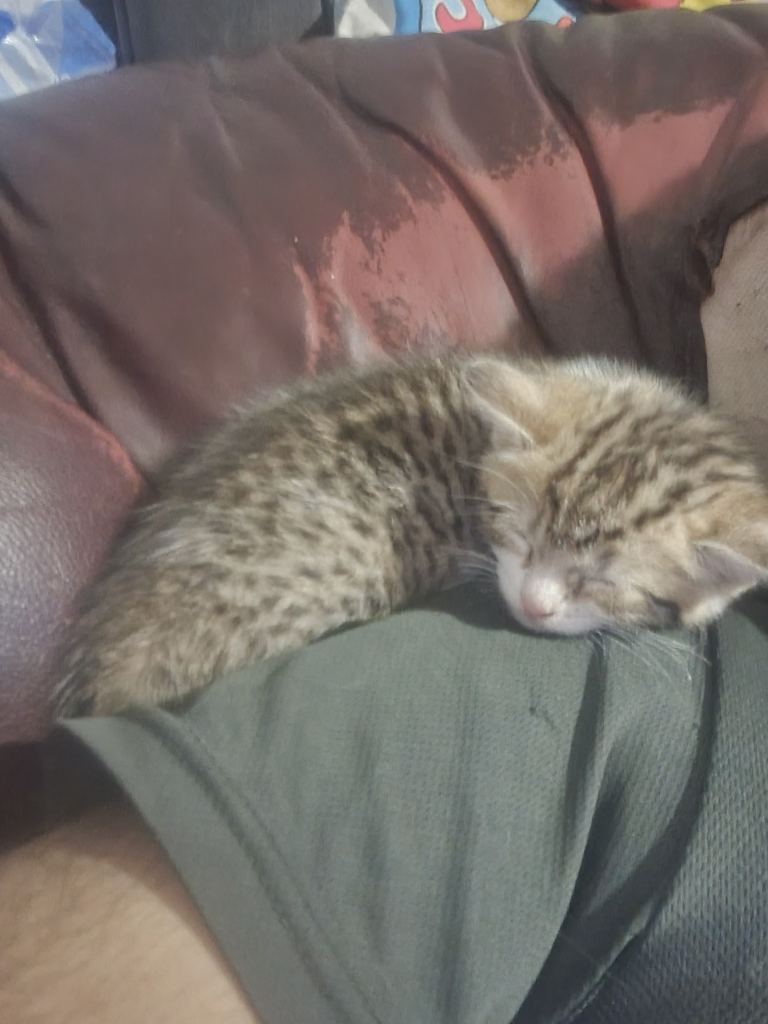 Last gorgeous kitten q