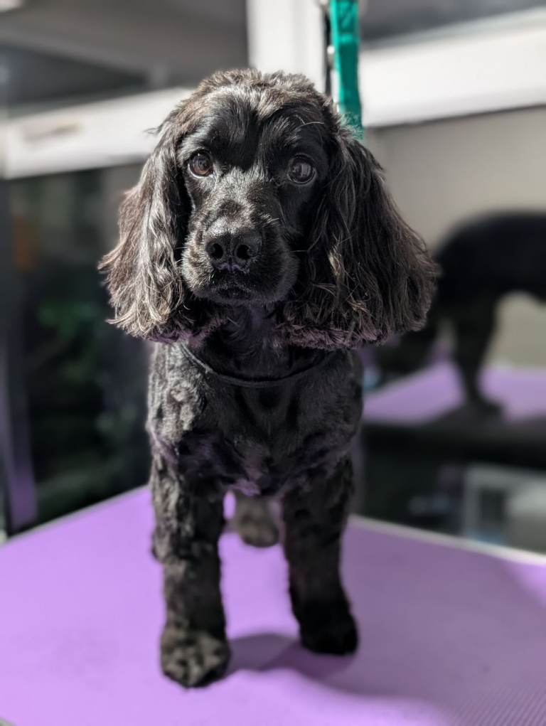 Dog Grooming Services Available