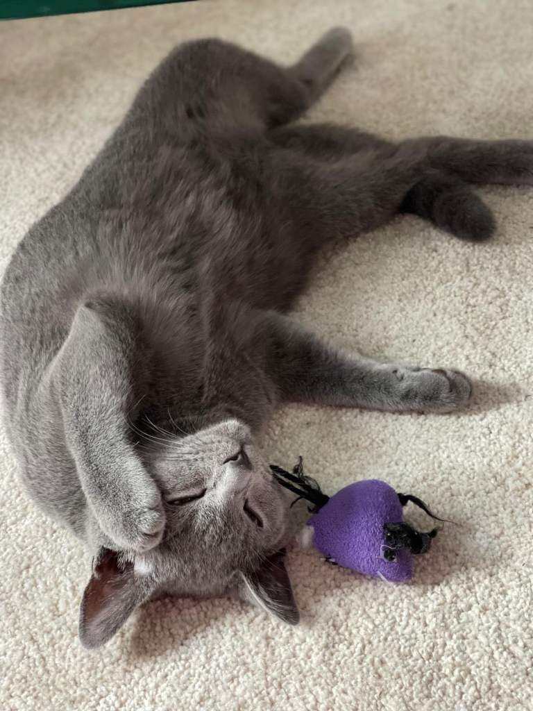 British shorthair for adopting 