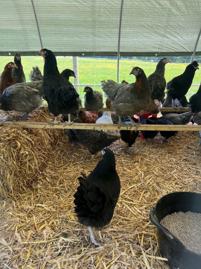 POL Hybrid Pullets (Hens)