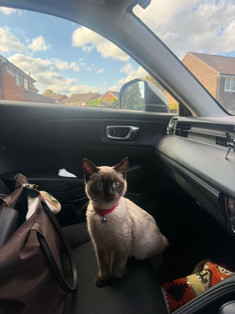Ragdoll 4 months kitten 