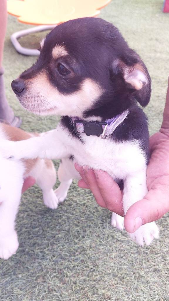 Jack x Pomeranian 