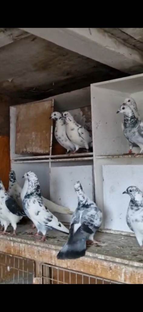 Fancy pigeons 