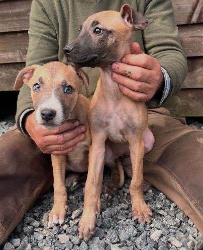 Beautiful Litter of Smooth Coated Lurcher Puppies