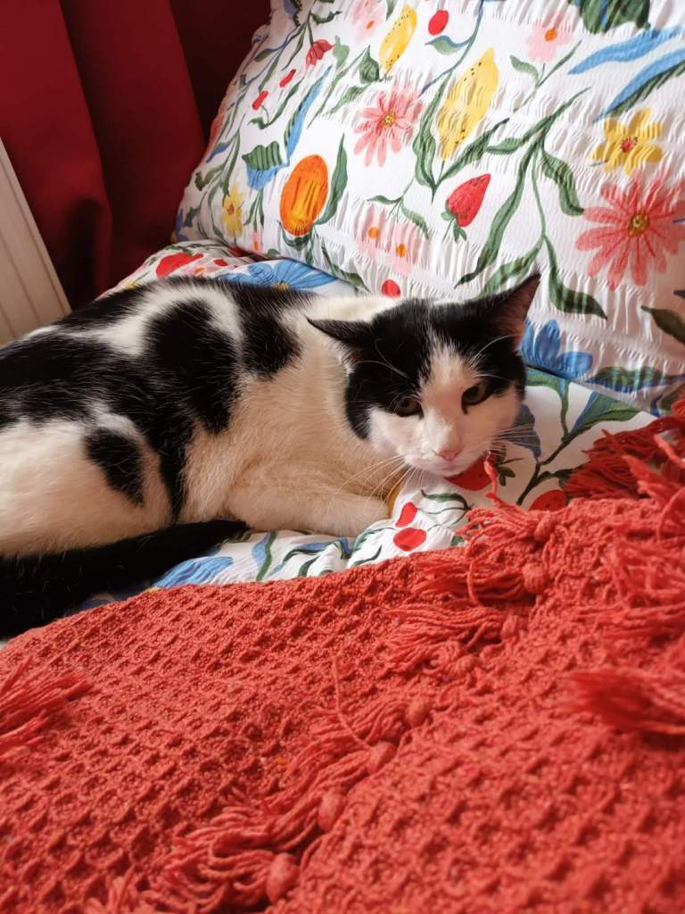 House cat for rehoming 