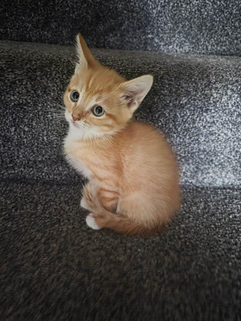 1 kittens left  male    xxx 