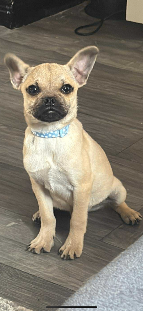 Pug cross