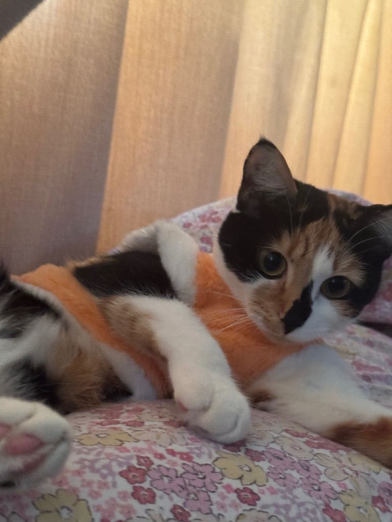 Gorgeous Female Calico Cat 1yo