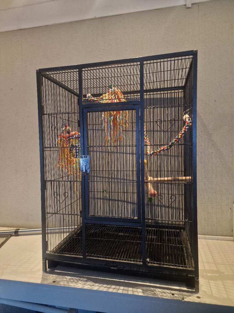 Bird cage with the toys 