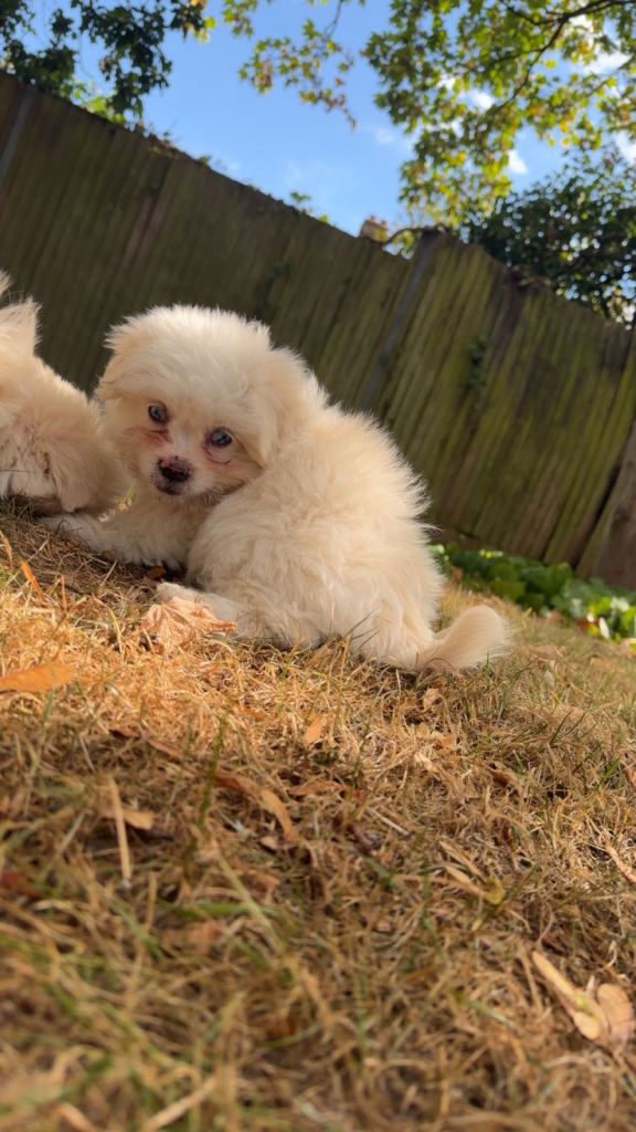 Pomeranian shih zue 
