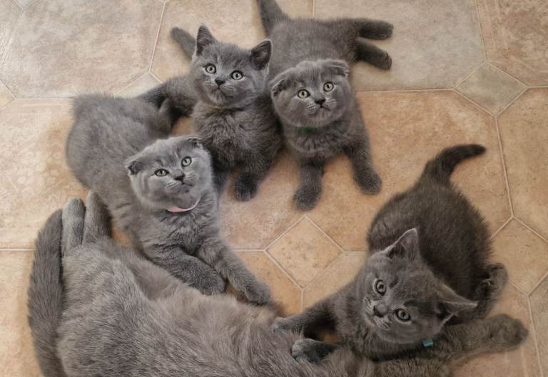BRITISH SHORTHAIR CROSS SCOTTISH KITTENS
