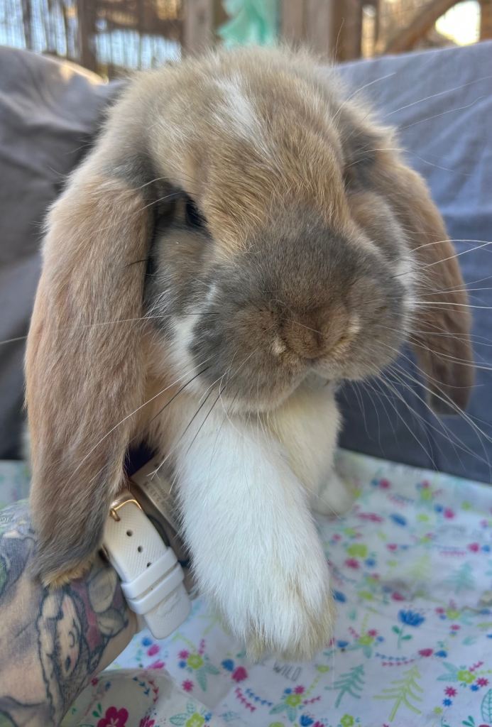 French lop rabbits Giant breed