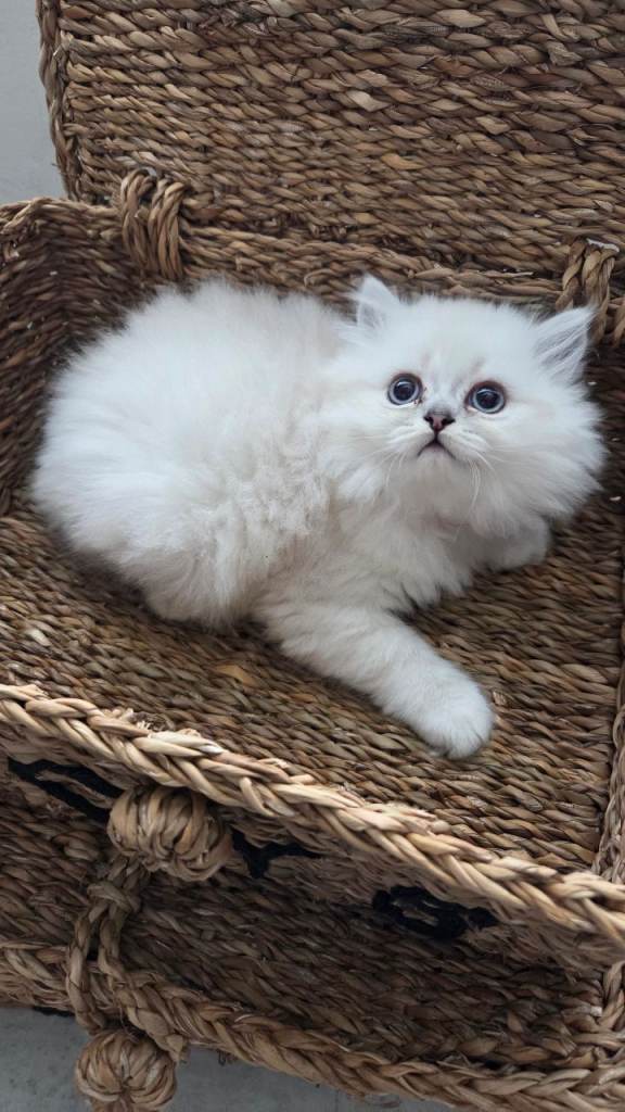 MALE Persian chinchilla kitten