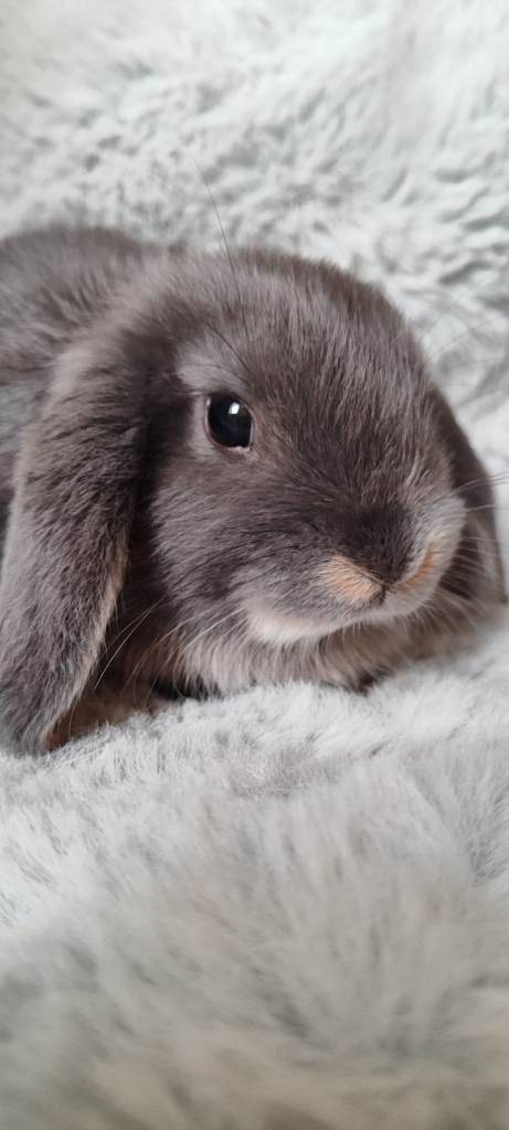 I have beautiful mini lops.