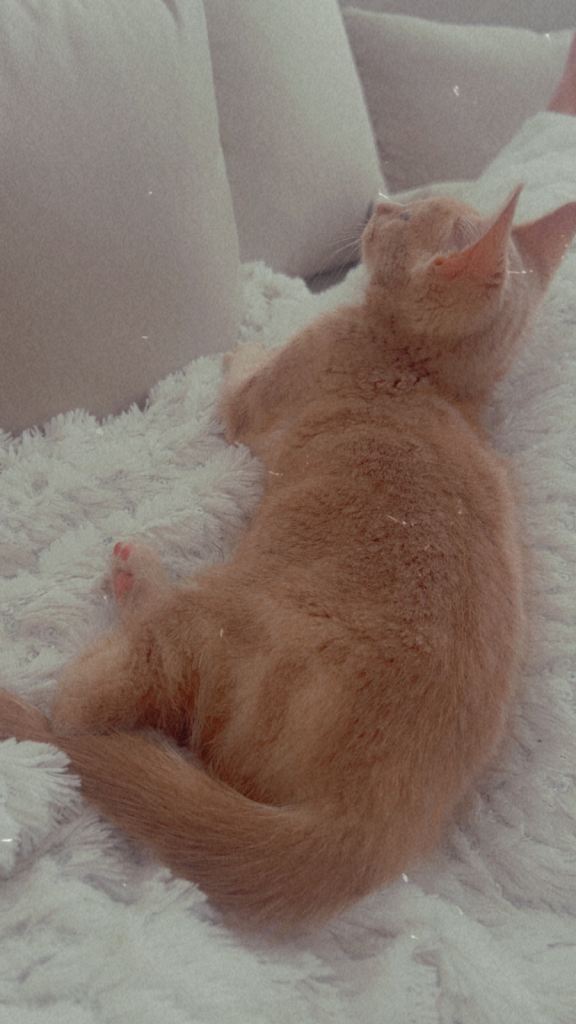 Beige/cream female kitten Cross Bengal (rare unique colour & markings