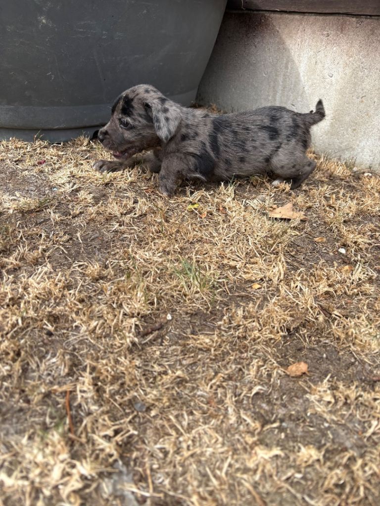 Cocker spaniels x  Jack Russell