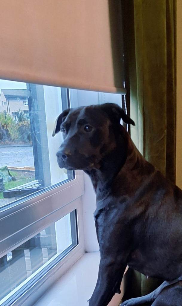 American Staffordshire Terrier X 