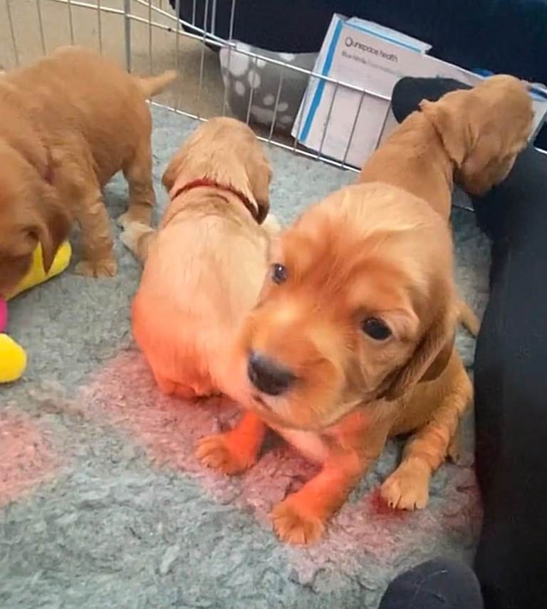 Cocker spaniel puppies 