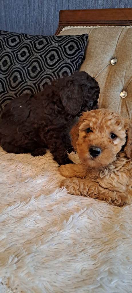 Miniature Poodle Puppies