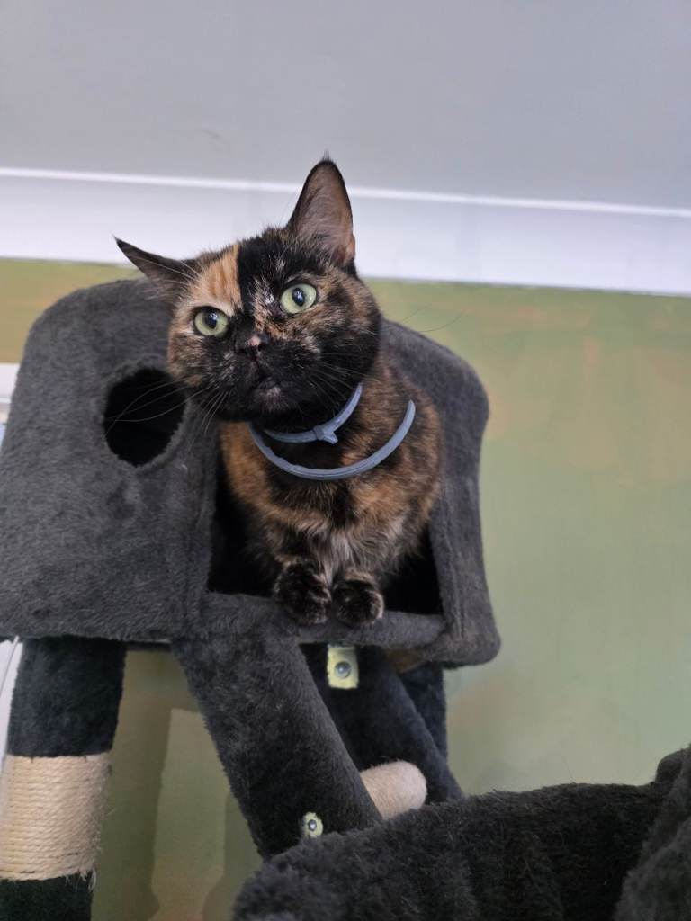 Cat for Rehome