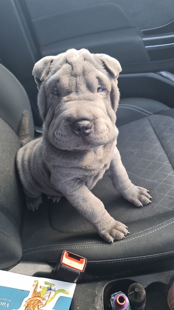 Kai 