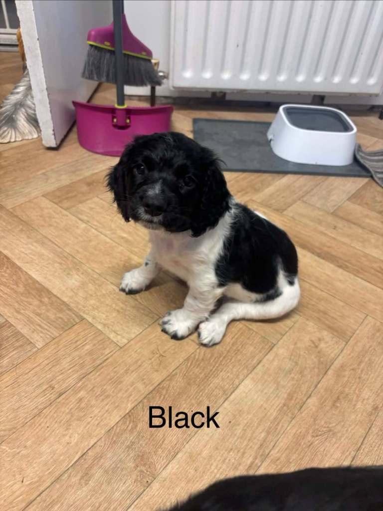 Springer spaniel puppies