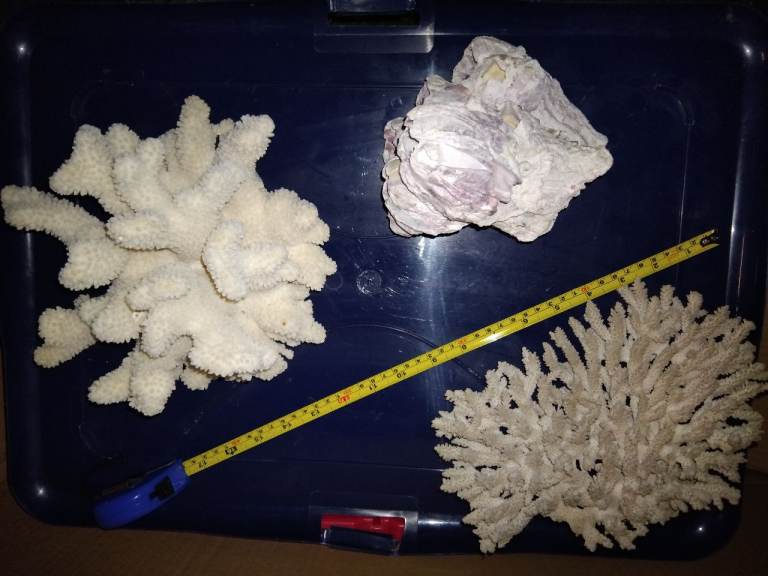 Natural Coral and Barnacle Decorative Pieces