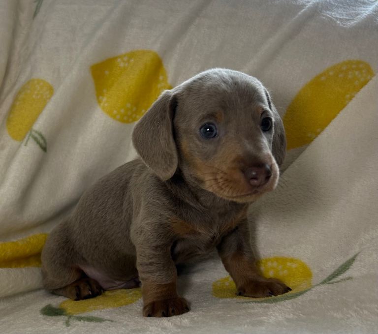 Miniature dachshund