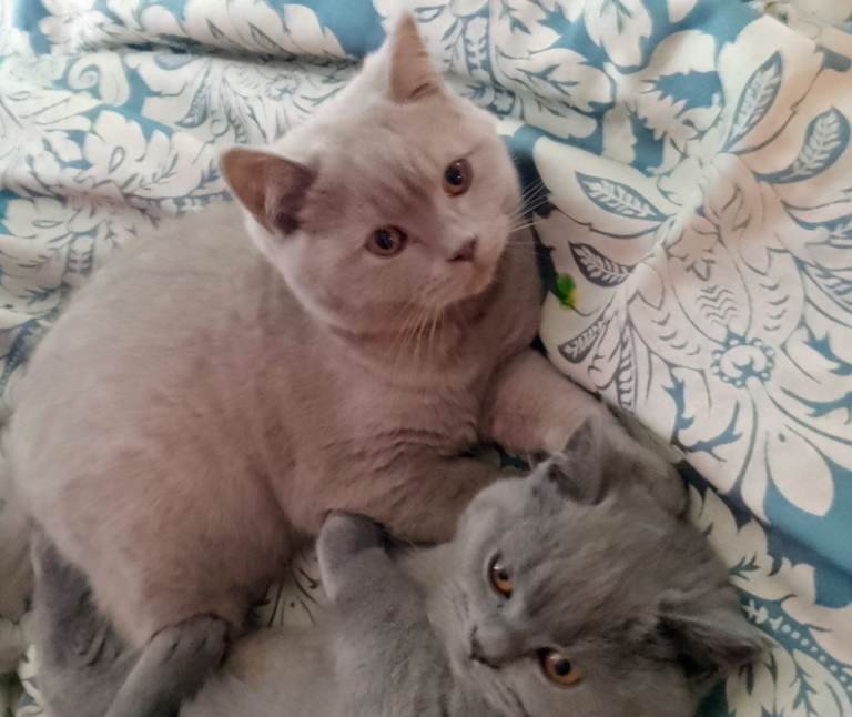 Beautiful BSH kittens 