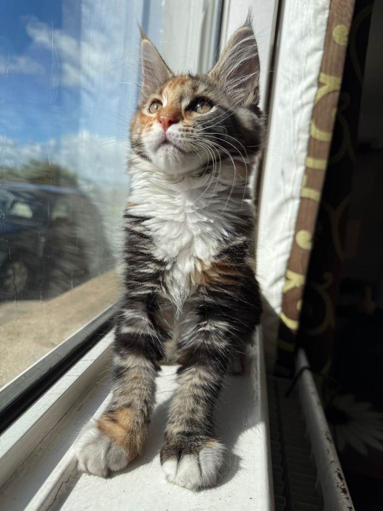Maine Coon Kitten