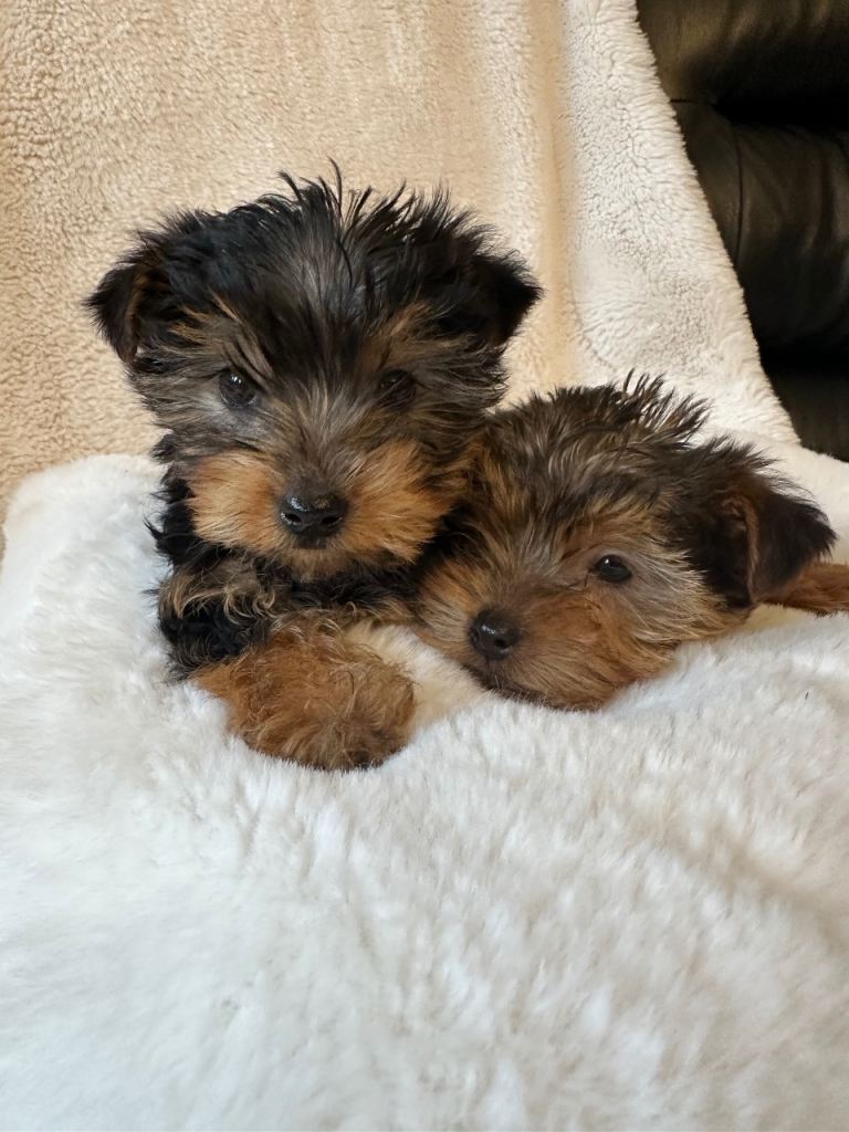 Yorkshire terrier puppies for sale 