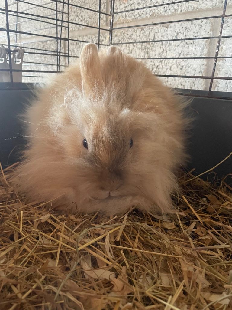 Lionheads
