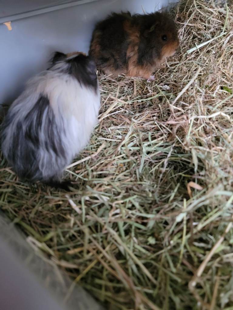 Guinea pigs x2 with cage and accessories 