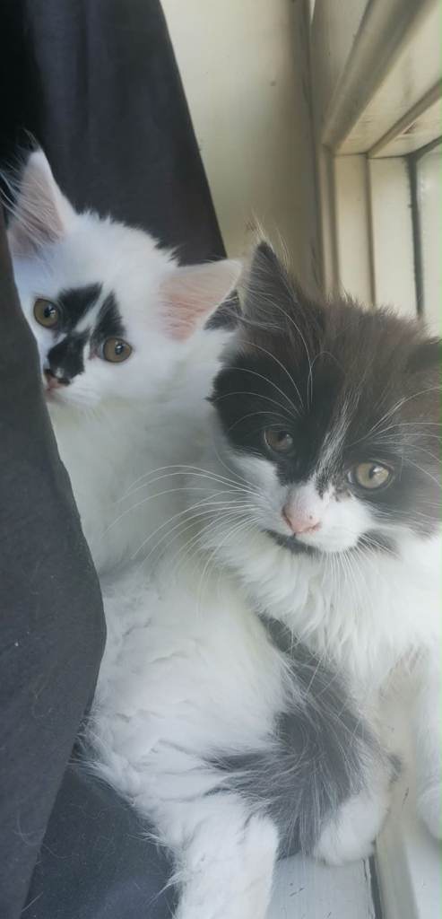 8 Week Old Kittens For Sale 
