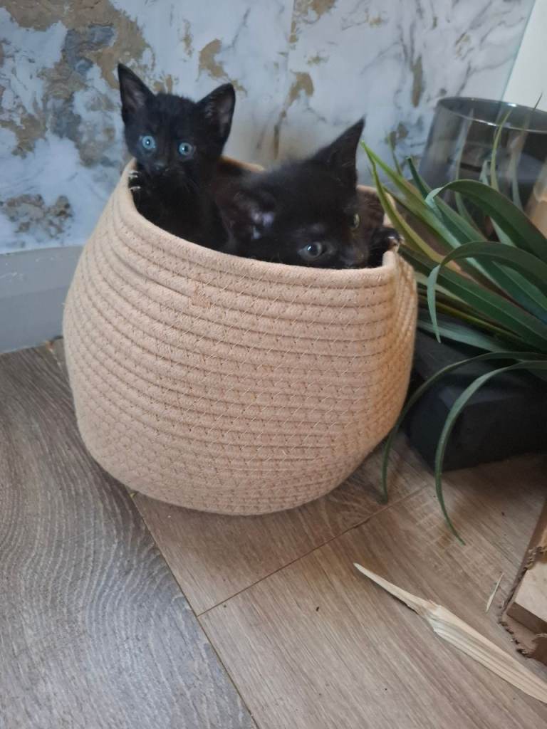 Black kittens