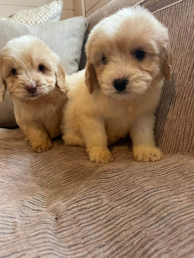 Cockapoo puppies