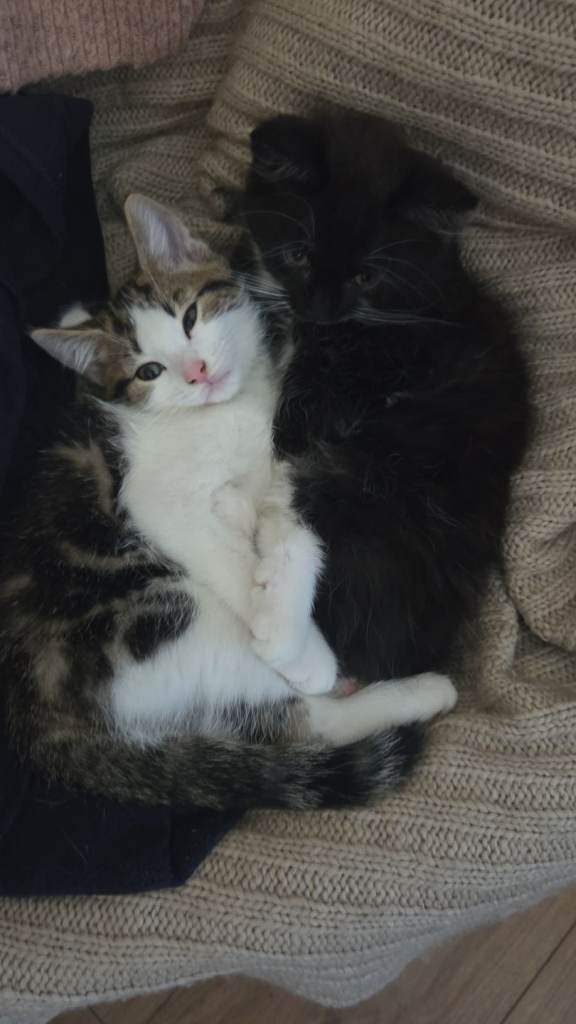 Kittens for sale