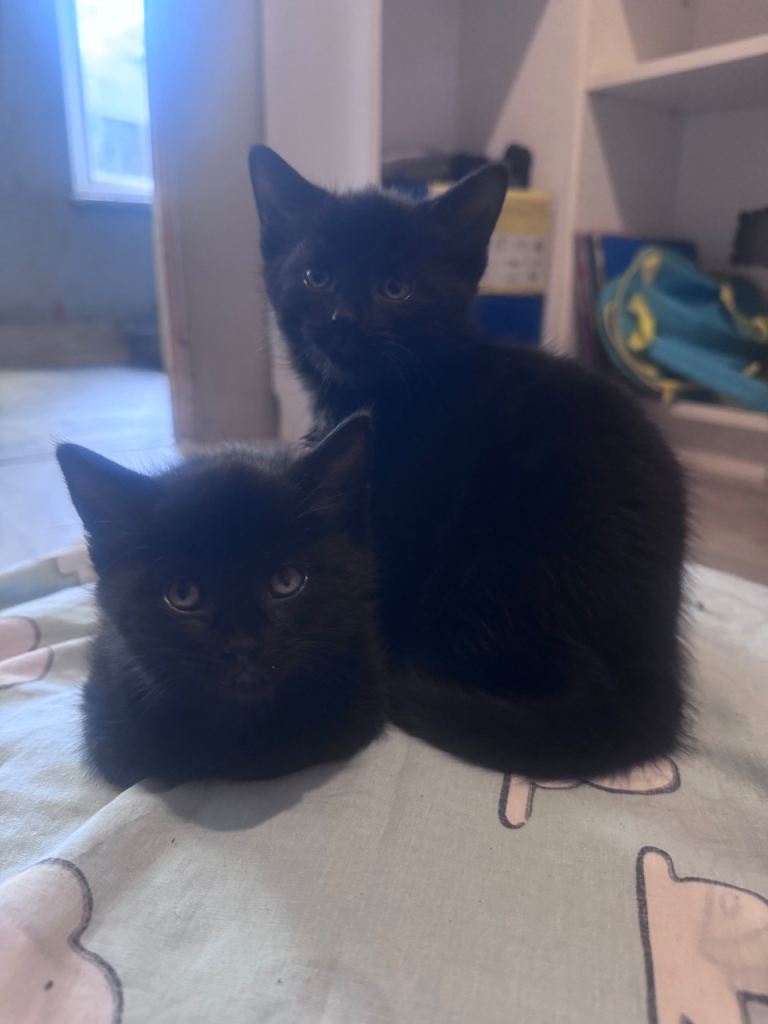 Beautiful kitten ready to leave now 