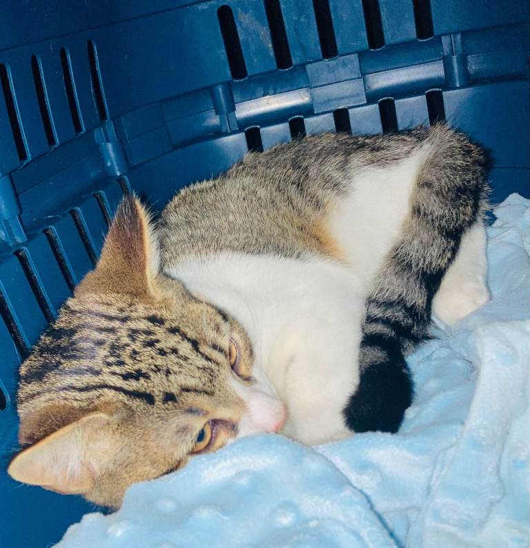 A lovely litter of Ragdoll x Bengal kittens ready for forever new homes