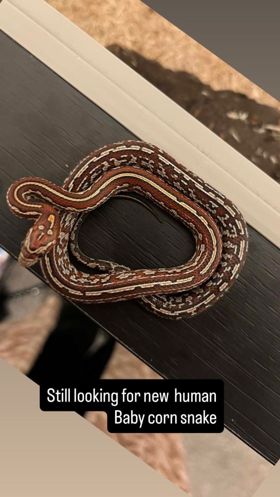 BabyCorn snake with full set up