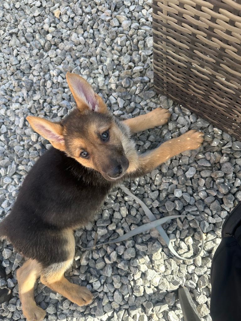 German shepherd puppys