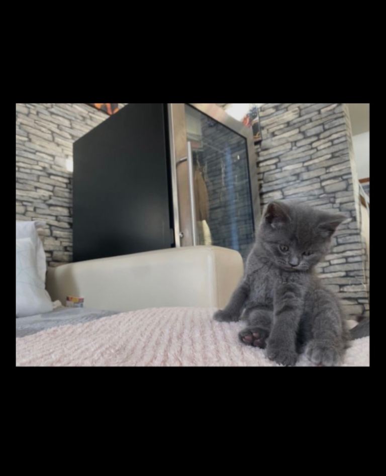 Grey british short hair **boy**