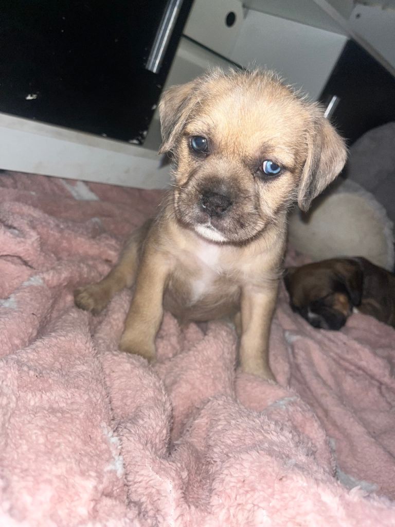 MIXED BREED PUPS 