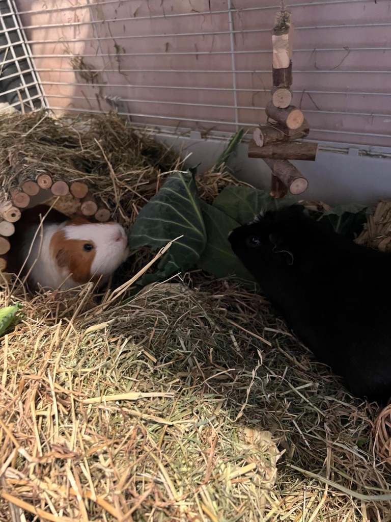 2 male bonded guinea pigs 