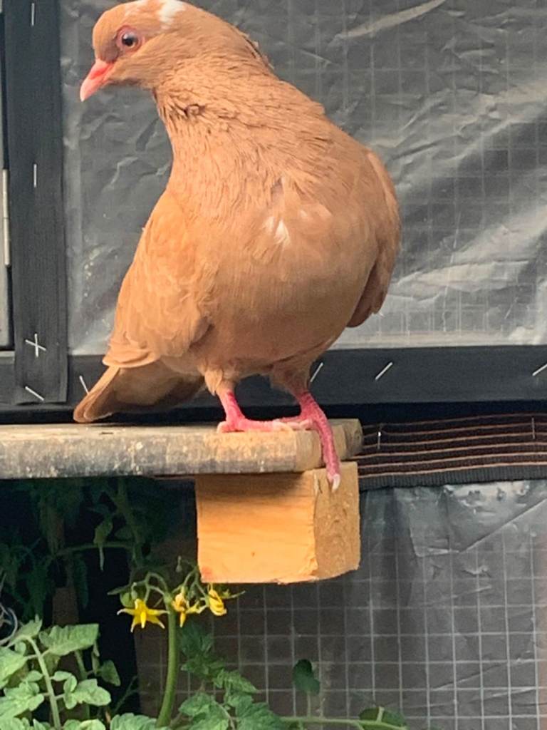 Pigeons for sale
