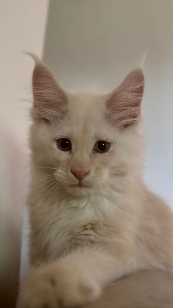 TICA Maine Coon Kitten - Ready to Leave